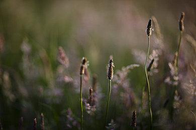 《原神》3.4版本「磬弦奏华夜」1月18日上线 新PV公布